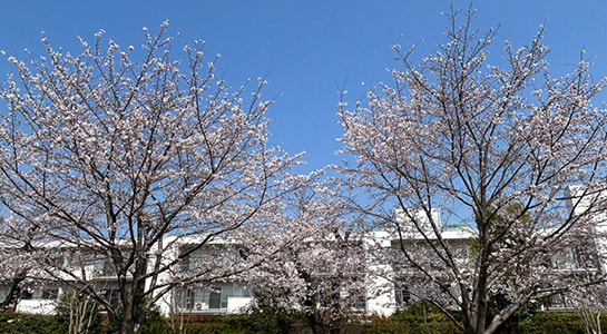 桜　3／5本 千本桜 mishima 2026 500ml – 寄
