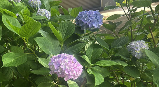 s__66166797.jpg