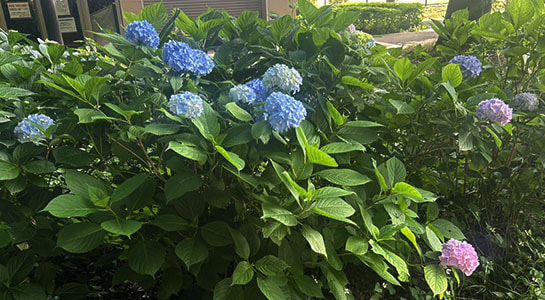 s__66166796.jpg