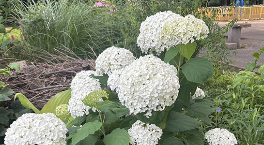s__66371591.jpg