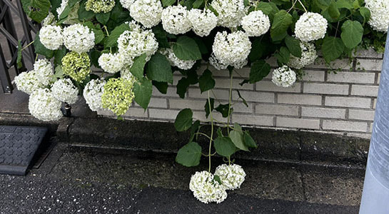 s__66297901.jpg