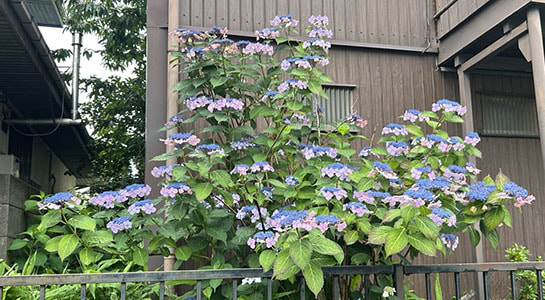 s__66297898.jpg